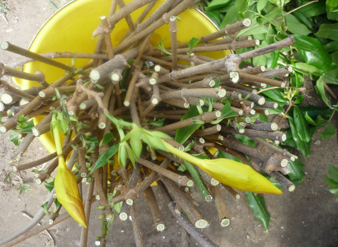 [Foto de planta, jardin, jardineria]