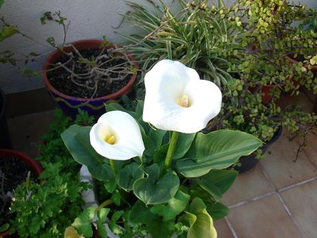 [Foto de planta, jardin, jardineria]