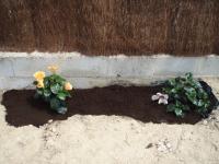 [Foto de planta, jardin, jardineria]