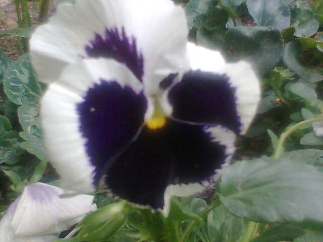 [Foto de planta, jardin, jardineria]