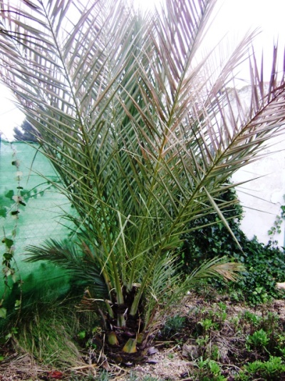 [Foto de planta, jardin, jardineria]