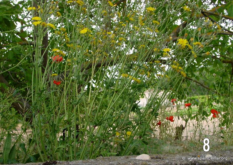 [Foto de planta, jardin, jardineria]