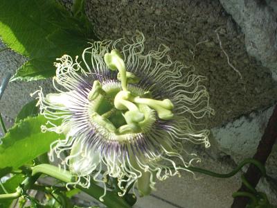 [Foto de planta, jardin, jardineria]