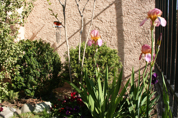 [Foto de planta, jardin, jardineria]
