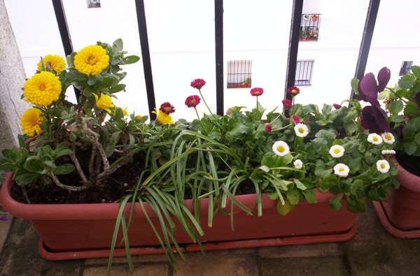 [Foto de planta, jardin, jardineria]