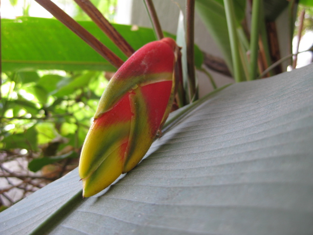 [Foto de planta, jardin, jardineria]