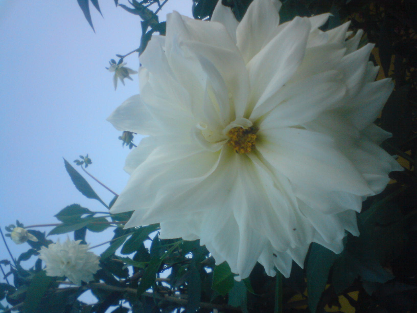 [Foto de planta, jardin, jardineria]