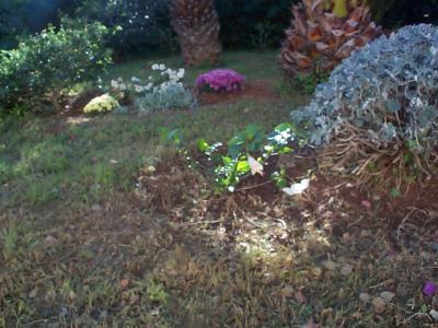 [Foto de planta, jardin, jardineria]