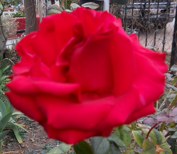 [Foto de planta, jardin, jardineria]
