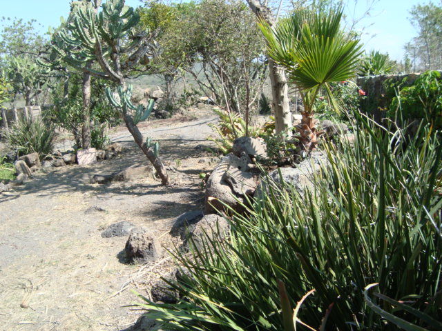 [Foto de planta, jardin, jardineria]