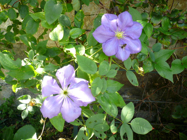 [Foto de planta, jardin, jardineria]