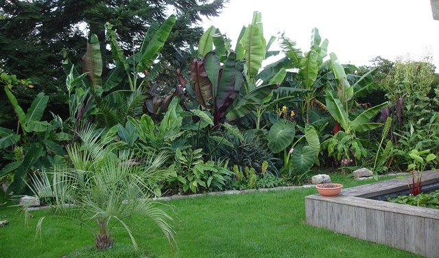 [Foto de planta, jardin, jardineria]