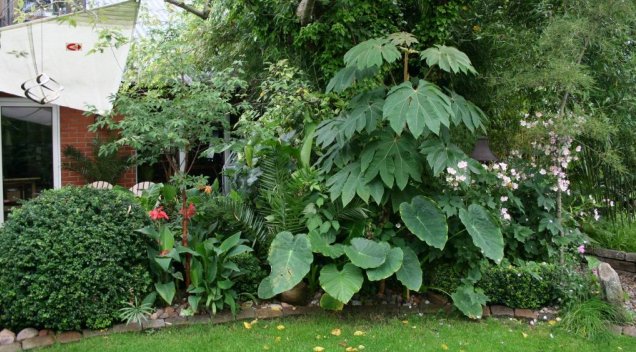 [Foto de planta, jardin, jardineria]