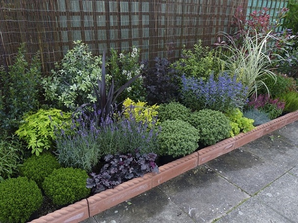 [Foto de planta, jardin, jardineria]