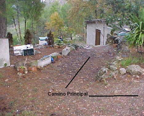 [Foto de planta, jardin, jardineria]