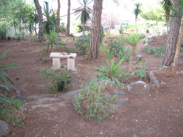[Foto de planta, jardin, jardineria]