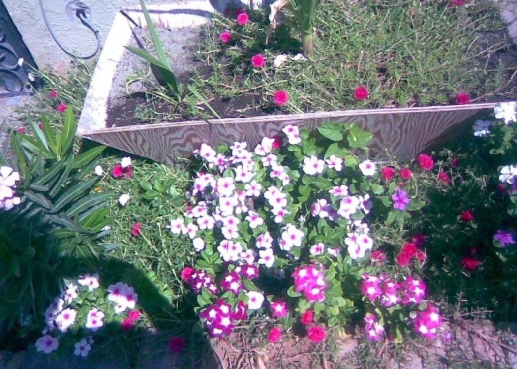 [Foto de planta, jardin, jardineria]