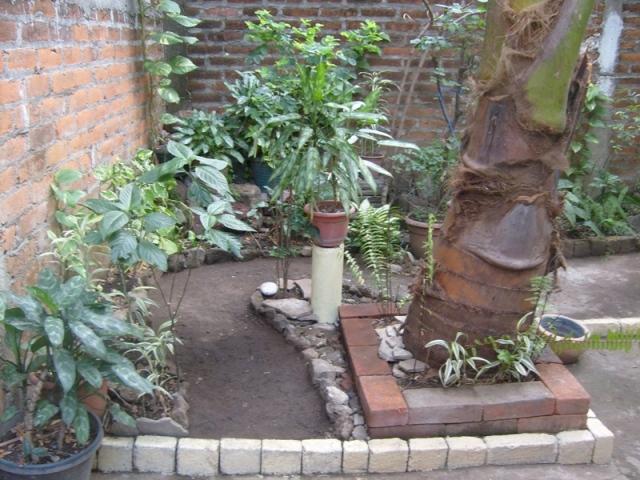 [Foto de planta, jardin, jardineria]