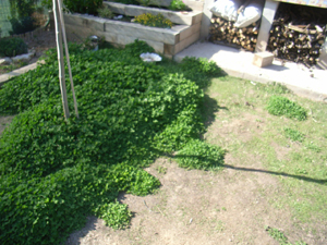 [Foto de planta, jardin, jardineria]