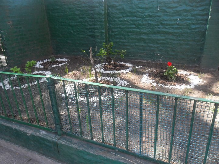 [Foto de planta, jardin, jardineria]