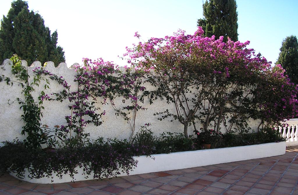 [Foto de planta, jardin, jardineria]