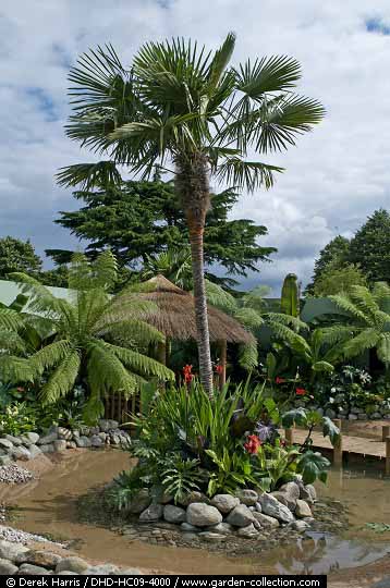 [Foto de planta, jardin, jardineria]