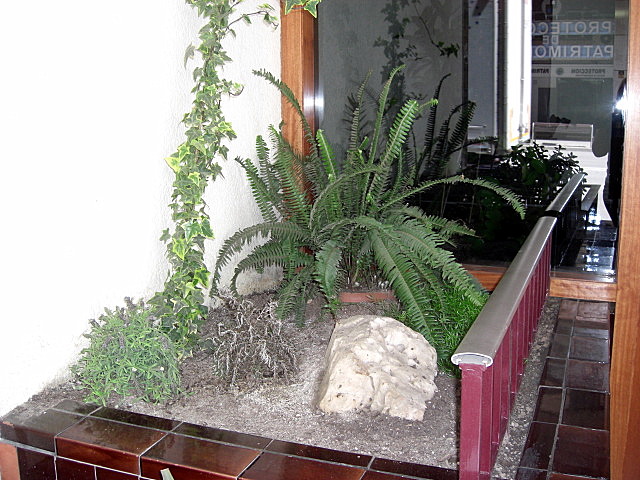 [Foto de planta, jardin, jardineria]