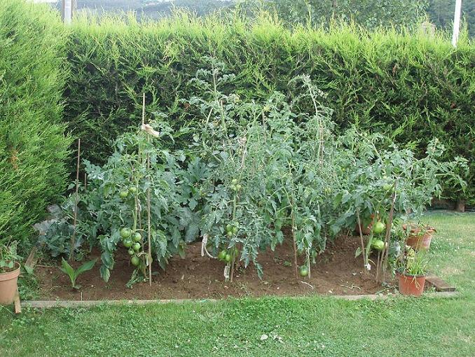 [Foto de planta, jardin, jardineria]