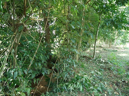 [Foto de planta, jardin, jardineria]