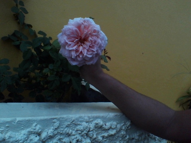 [Foto de planta, jardin, jardineria]