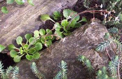 [Foto de planta, jardin, jardineria]