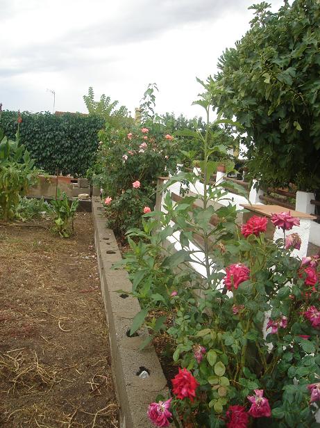 [Foto de planta, jardin, jardineria]