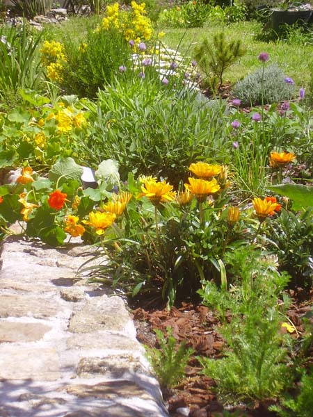 [Foto de planta, jardin, jardineria]