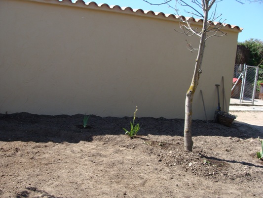 [Foto de planta, jardin, jardineria]