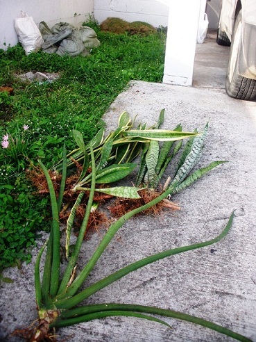 [Foto de planta, jardin, jardineria]