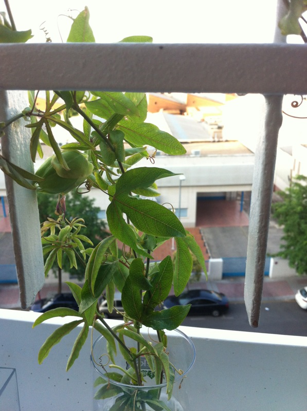 [Foto de planta, jardin, jardineria]
