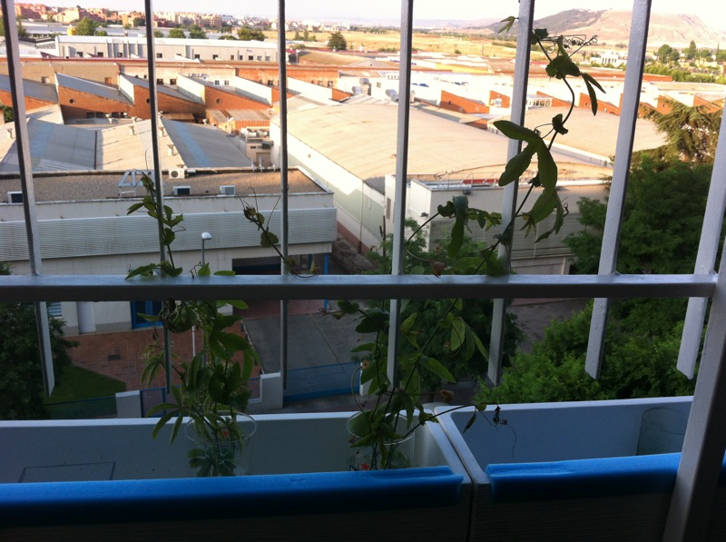 [Foto de planta, jardin, jardineria]