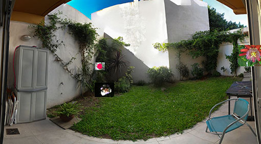 [Foto de planta, jardin, jardineria]