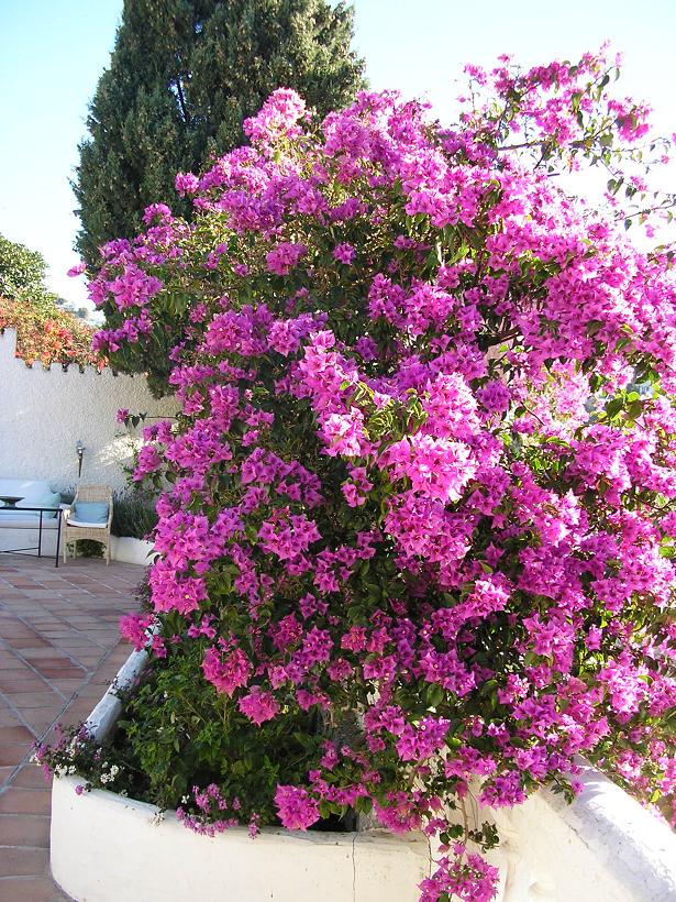 [Foto de planta, jardin, jardineria]