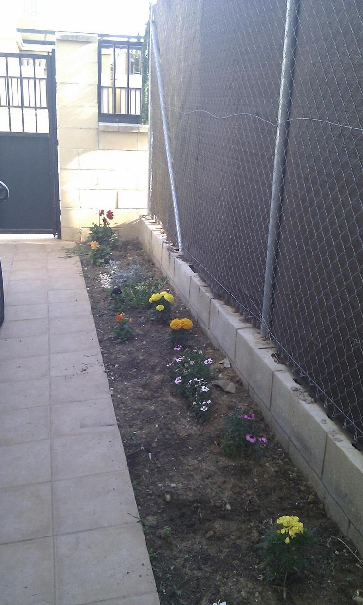 [Foto de planta, jardin, jardineria]