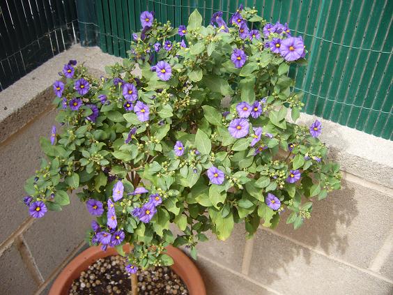 [Foto de planta, jardin, jardineria]