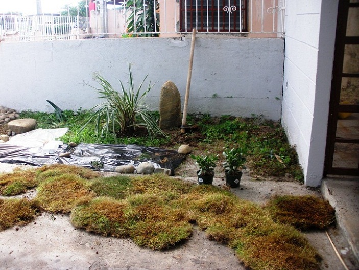 [Foto de planta, jardin, jardineria]