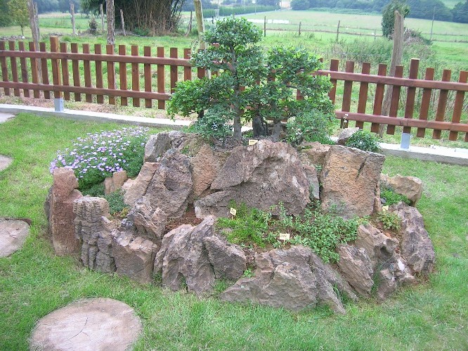 [Foto de planta, jardin, jardineria]