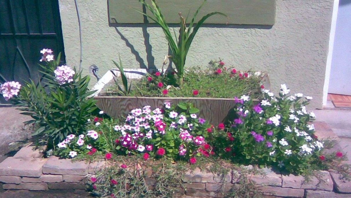 [Foto de planta, jardin, jardineria]