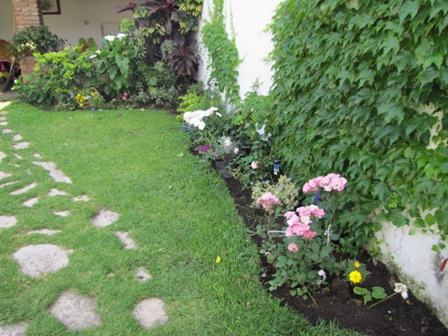 [Foto de planta, jardin, jardineria]