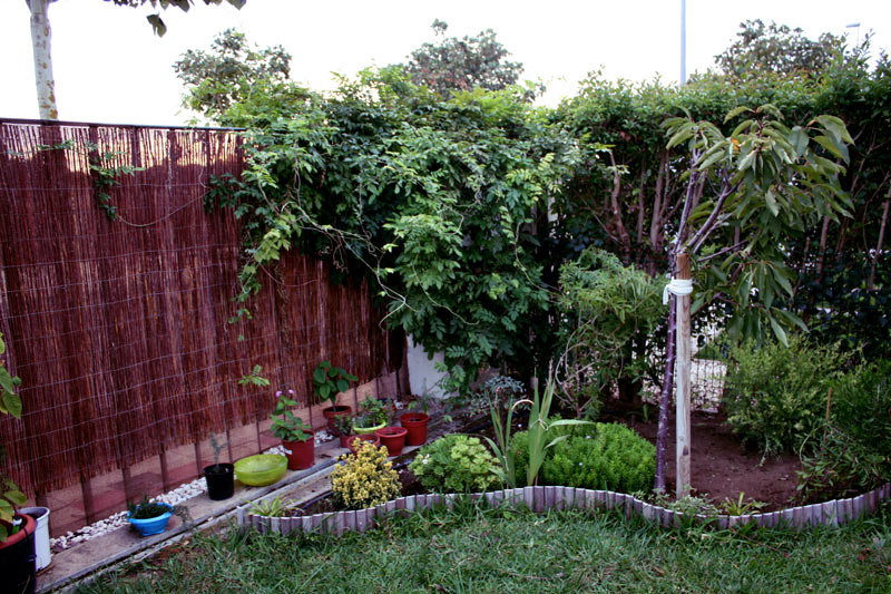 [Foto de planta, jardin, jardineria]