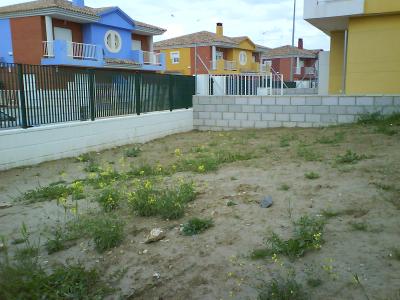 [Foto de planta, jardin, jardineria]