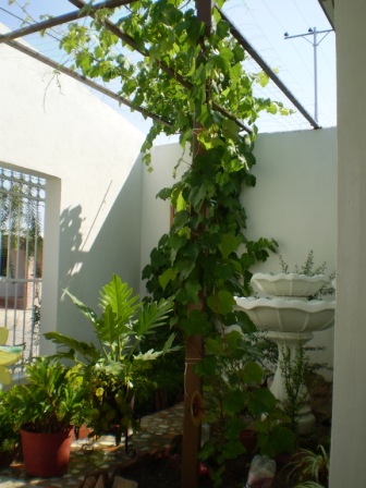 [Foto de planta, jardin, jardineria]