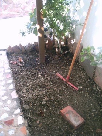 [Foto de planta, jardin, jardineria]