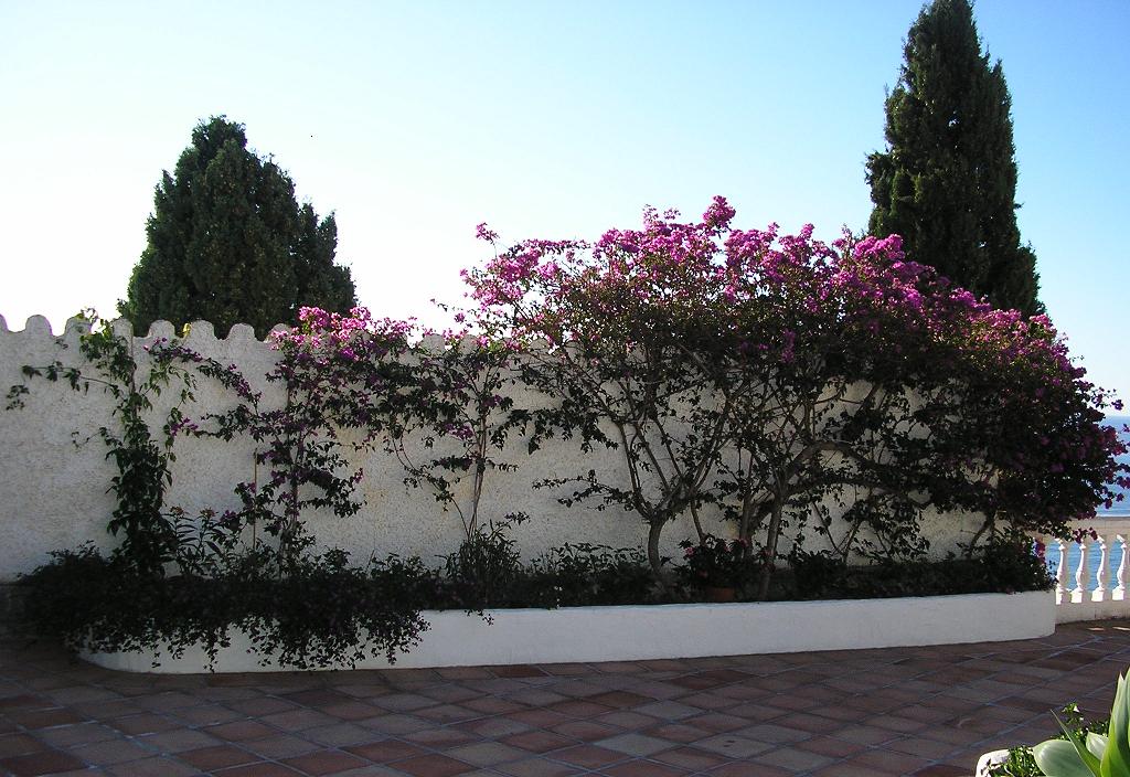 [Foto de planta, jardin, jardineria]